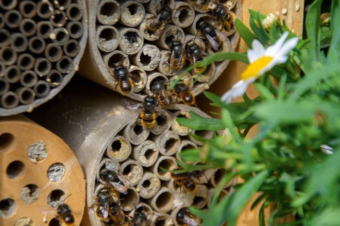 Bienenhotel mit Wildbienen